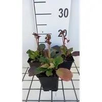GRDplanten 6 x Bergenia hybr. 'Morning glory' - pseudodictamnus - vaso 9 x 9 cm
