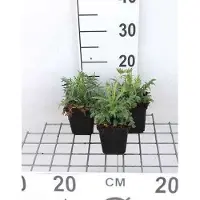 GRDplanten 6 x Knautia arvensis - Fiore di vedova - vaso 9 x 9 cm