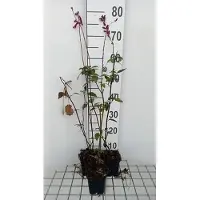GRDplanten 6 x Salvia 'Wendy's Wish' - Muschio stellare - vaso 9 x 9 cm