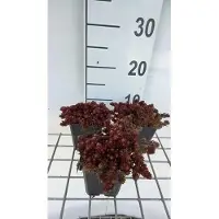 GRDplanten 6 x Sedum hybr. 'Chocolate Ball' - foglia grassa - vaso 9 x 9 cm