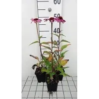 GRDplanten 6 x Echinacea purp. 'Magnus Superior' - fiore di conifera - vaso 9 x 9 cm