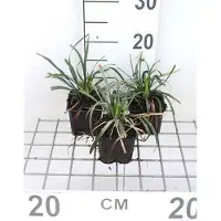 GRDplanten 6 x Liriope musc. 'Ingwersen' - Mazzo di gigli - vaso 9 x 9 cm