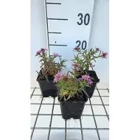 GRDplanten 6 x Aster dum. 'Alice Haslam' - Aster autunnale - vaso 9 x 9 cm