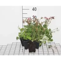 GRDplanten 6 x Geranio cant. 'Karmina' - Geranio - vaso 9 x 9 cm