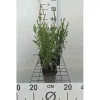 GRDplanten 6 x Gaura lindh. 'Whirling Butterflies' (oenothera li) - Gaura - vaso 9 x 9 cm