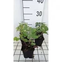 GRDplanten 6 x Salvia nem, 'Rose Marvel' - Muschio a stella - vaso 9 x 9 cm