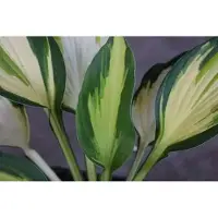 GRDplanten 6 x Hosta hybr. 'Color Festival' - Hosta - vaso 9 x 9 cm