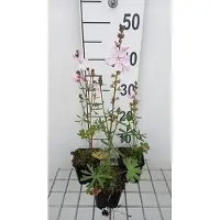GRDplanten 6 x Sidalcea hybr. 'Elsie Heugh' - Malva delle praterie - vaso 9 x 9 cm