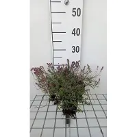 GRDplanten 6 x Thymus pul. 'Foxley' - Timo - vaso 9 x 9 cm