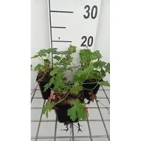 GRDplanten 6 x Geranio cant. 'Resina' - Cranesbill - vaso 9 x 9 cm