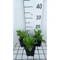 GRDplanten 6 x Digitalis ferr. 'Yellow Herald' - Polvere di volpe - Vaso 9 x 9 cm