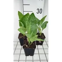 GRDplanten 6 x Aster tataricus 'Jindai' - Astro autunnale - vaso 9 x 9 cm