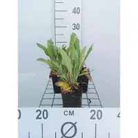 GRDplanten 6 x Limonium latifolium - Limonium - Vaso 9 x 9 cm