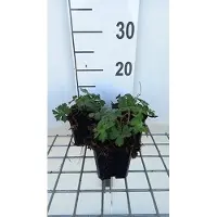 GRDplanten 6 x Geranium hybr. 'Sweet Heidy' - Cranesbill - vaso 9 x 9 cm