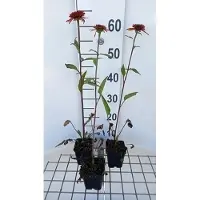 GRDplanten 6 x Echinacea purp. 'Irresistibile' - Sonnenhut - Topf 9 x 9 cm
