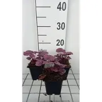 GRDplanten 6 x Heuchera hybr. 'Wild Rose' - campanula viola - vaso 9 x 9 cm