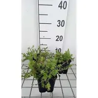 GRDplanten 6 x Phuopsis stylosa ( crucianella stylosa) - finto legno di rovo - vaso 9 x 9 cm