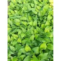 GRDplanten 6 x Hosta hybr. 'Purple Heart' - Hosta - Vaso 9 x 9 cm