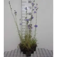 GRDplanten 6 x Campanula pers. 'Grandiflora Coerulea' - Menta di montagna - vaso 9 x 9 cm