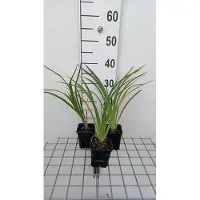 GRDplanten 6 x Hemerocallis hybr. 'El desperado' - daylily - vaso 9 x 9 cm