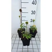 GRDplanten 6 x Echinacea purp. 'Avalanche' - fiore di conifera - vaso 9 x 9 cm