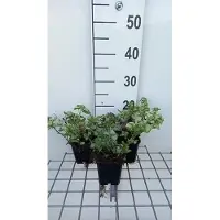 GRDplanten 6 x Lamium mac. pink Pewter' - Ortica morta - Vaso 9 x 9 cm