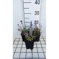 GRDplanten 6 x Nepeta hybr. 'Cat's Pajama' - Erba gatta - vaso 9 x 9 cm