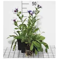 GRDplanten 6 x Centaurea mont. coerulea' - Euforbia da fiore - vaso 9 x 9 cm
