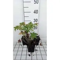 GRDplanten 6 x Geranio prat. 'Splish Splash' - Cranesbill- vaso 9 x 9 cm