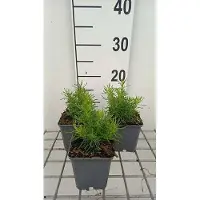 GRDplanten 6 x Santolina rosm. 'Lemon Fizz' - Erba sacra - vaso 9 x 9 cm