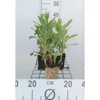 GRDplanten 6 x Leucanthemum (m) 'Polaris' - Marguerite - vaso 9 x 9 cm