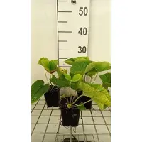 GRDplanten 6 x Brunnera macr. 'White Zebra' - Nontiscordardime caucasico - vaso 9 x 9 cm