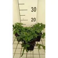 GRDplanten 6 x Tiarella hybr. 'Skeleton Key' - fiore in schiuma - vaso 9 x 9 cm