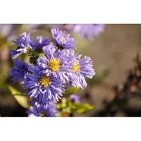 GRDplanten 6 x Aster n.-b. 'Marie Ballard' - Aster autunnale - vaso 9 x 9 cm