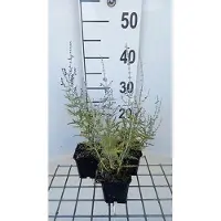GRDplanten 6 x Perovskia atripl. 'Blue Jean Baby' - Ruta blu - vaso 9 x 9 cm