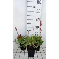 GRDplanten 6 x Persicaria aff. 'Dimity' - Nodo delle candele - vaso 9 x 9 cm
