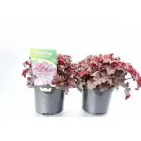 GRDplanten 6 x Heuchera amer. 'Melting Fire' - Campanula viola - vaso 9 x 9 cm