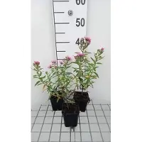 GRDplanten 6 x Aster n.-a. 'Rudelsburg' - Aster autunnale - vaso 9 x 9 cm