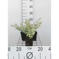 GRDplanten 6 x Sedum sieboldii - Foglia grassa - vaso 9 x 9 cm