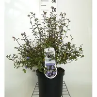 GRDplanten 6 x Ceratostigma willmottianum - Fiordaliso - vaso 9 x 9 cm