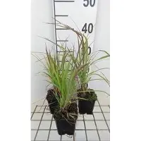 GRDplanten 6 x Andropogon gerardii - Cannuccia blu di Gerard - vaso 9x9cm