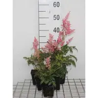 GRDplanten 6 x Astilbe (a) 'Fanal' - magnifica spirea - vaso 9 x 9 cm