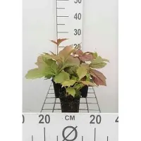 GRDplanten 6 x Rodgersia pod. 'Brownleaf' - Foglia di stelle - vaso 9 x 9 cm