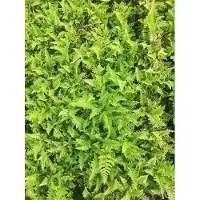 GRDplanten 6 x Dryopteris aff. 'Crispa' - Felce vermiforme ondulata - vaso 9 x 9 cm