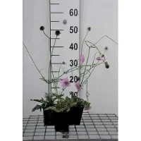GRDplanten 6 x Scabiosa col. 'Pink Mist' - Scabiosa - Vaso 9 x 9 cm