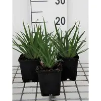 GRDplanten 6 x Sisyrinchium angustifolium - Erba spada - vaso 9 x 9 cm