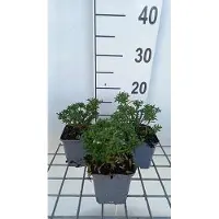 GRDplanten 6 x Iberis semp. 'Zwergschneeflocke' - Fiore a nastro - vaso 9 x 9 cm