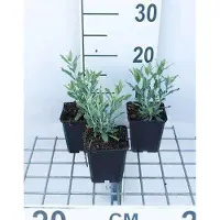 GRDplanten 6 x Perovskia atripl. 'Little Spire' - Ruta blu - vaso 9 x 9 cm