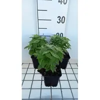 GRDplanten 6 x Monarda hybr. 'Cranberry Lace' - Ortica indiana - vaso 9 x 9 cm