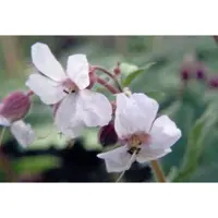 GRDplanten 6 x Geranio cant. 'Biokovo' - Geranio cant. - vaso 9 x 9 cm